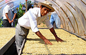 Solar drying beds in Peru